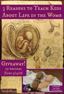3 Reasons to Teach Kids About Life in the Womb. Giveaway for 25 sets of 12-week fetal models ~ giveaway ends 3/23/16. We're celebrating Wonderfully Made: God's Story of Life from Conception to Birth is a sweet Scripture and science based picture book for ages 5-11.