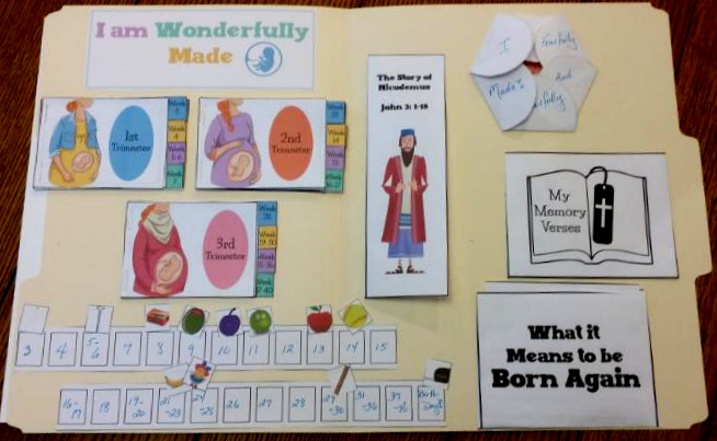 Free Wonderfully Made lapbook! Teach your kids about what Scripture AND science say about life in the womb!
